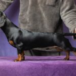 Button-male-Dachshund-puppy-for sale-1
