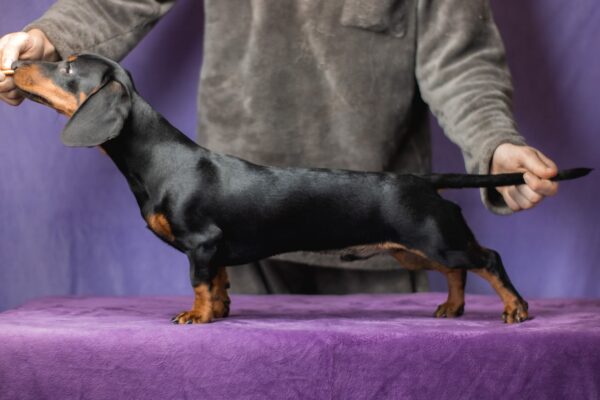 Button Miniature Dachshund Button Miniature Dachshund