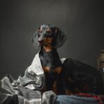 Button-male-Dachshund-puppy-for sale-2