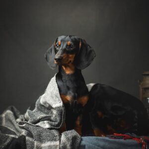 Button Miniature Dachshund Button Miniature Dachshund