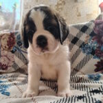 Calypso-female-Saint-Bernard-puppy-for-sale-1 (1)