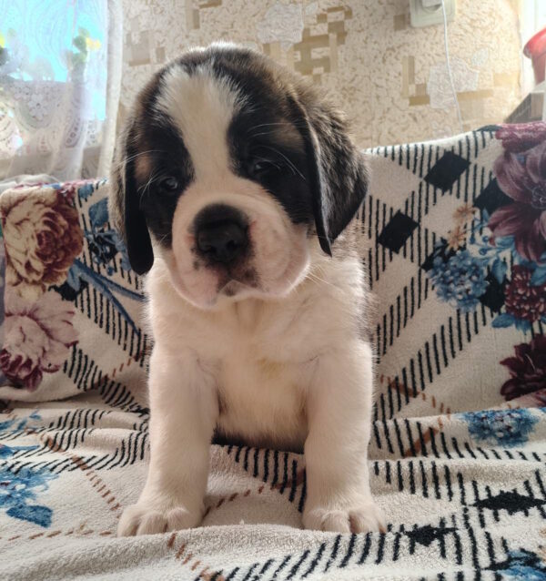 Calypso Saint Bernard Calypso Saint Bernard