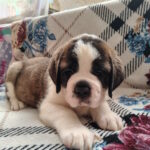 Calypso-female-Saint-Bernard-puppy-for-sale-1 (2)