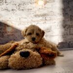 Candy-female-Maltipoo-puppy-for-sale-2