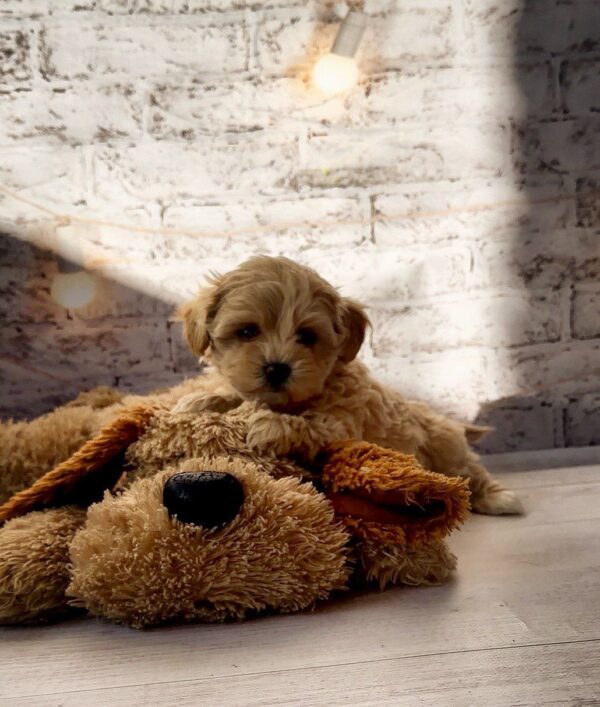 Candy Maltipoo Candy Maltipoo