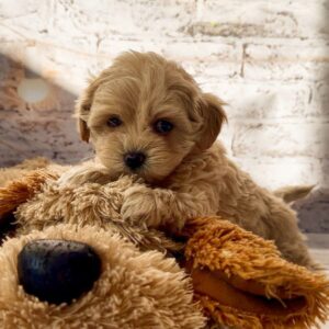 Candy Maltipoo Candy Maltipoo