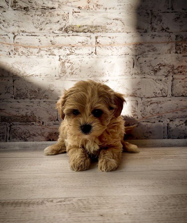 Candy Maltipoo Candy Maltipoo