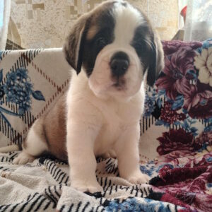 Cassandra Saint Bernard Cassandra Saint Bernard