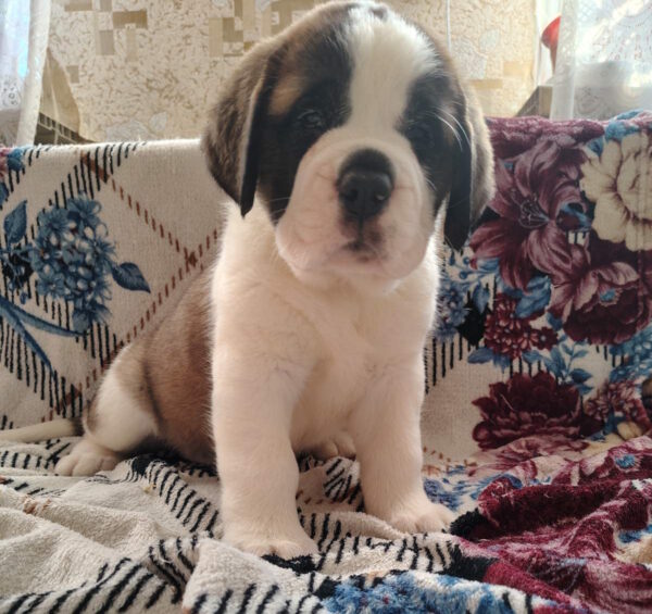 Cassandra Saint Bernard Cassandra Saint Bernard