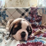 Cassandra-female-Saint-Bernard-puppy-for-sale-1 (2)