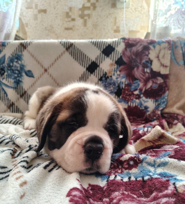 Cassandra Saint Bernard Cassandra Saint Bernard