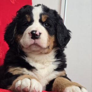 Chanel Bernese Mountain Dog Chanel Bernese Mountain Dog