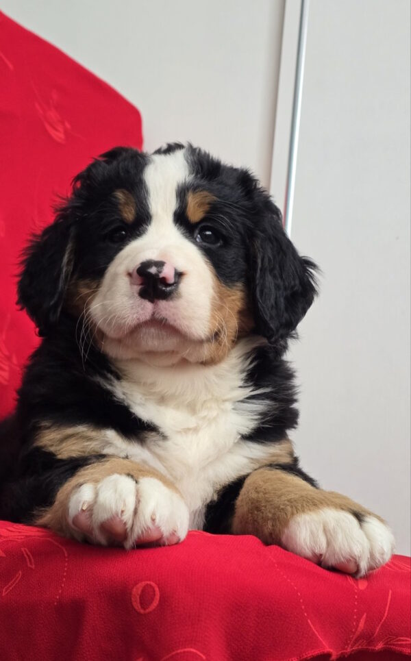 Chanel Bernese Mountain Dog Chanel Bernese Mountain Dog