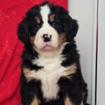 Chanel-female-Bernese-Mountain-Dog-puppy-for-sale-1 (2)