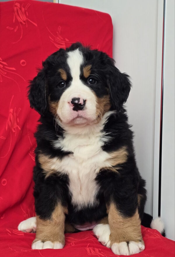 Chanel Bernese Mountain Dog Chanel Bernese Mountain Dog