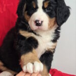Chanel-female-Bernese-Mountain-Dog-puppy-for-sale-1 (3)