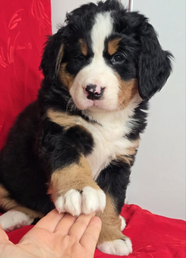Chanel Bernese Mountain Dog Chanel Bernese Mountain Dog