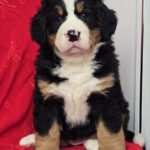Chanel-female-Bernese-Mountain-Dog-puppy-for-sale-1 (4)