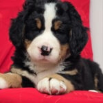 Chanel-female-Bernese-Mountain-Dog-puppy-for-sale-1 (5)
