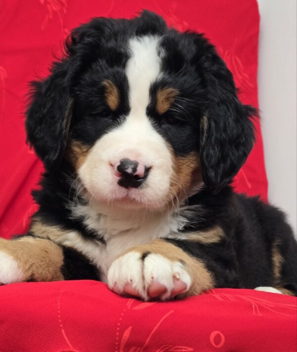 Chanel Bernese Mountain Dog Chanel Bernese Mountain Dog