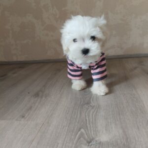 Charos Maltese Charos Maltese