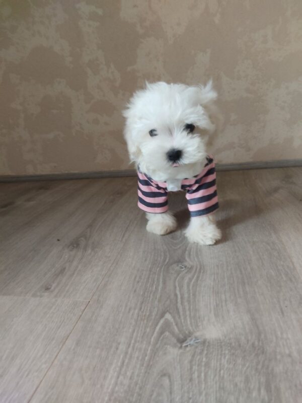 Charos Maltese Charos Maltese