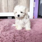 Charos-male-Maltese-puppy-for-sale-2