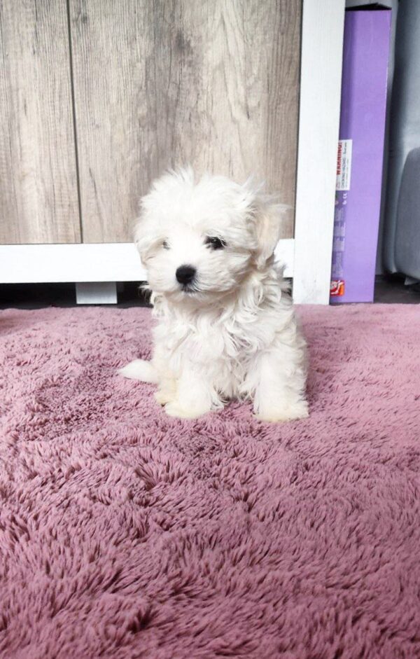 Charos Maltese Charos Maltese