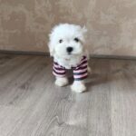 Charos-male-Maltese-puppy-for-sale-3