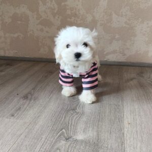 Charos Maltese Charos Maltese