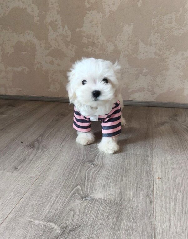 Charos Maltese Charos Maltese