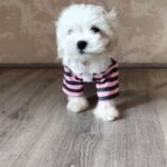 Charos-male-Maltese-puppy-for-sale-4