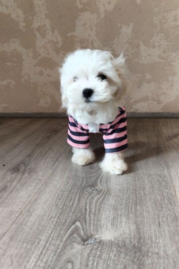 Charos Maltese Charos Maltese