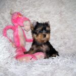 Clarice-female-yorkshire-terrier-puppy-for-sale-1 (1)