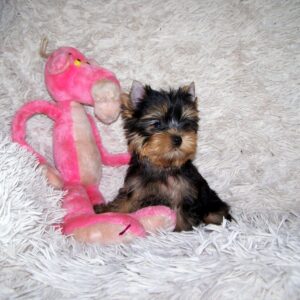 Clarice Yorkshire Terrier Clarice Yorkshire Terrier