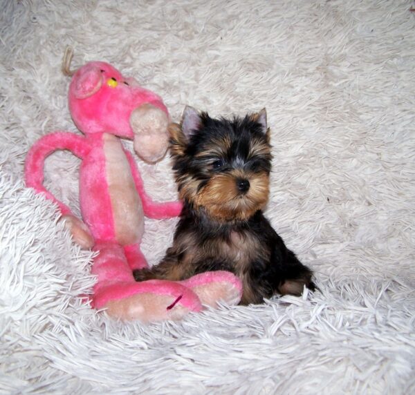 Clarice Yorkshire Terrier Clarice Yorkshire Terrier