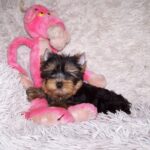 Clarice-female-yorkshire-terrier-puppy-for-sale-1 (2)