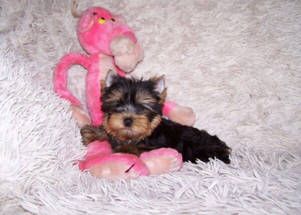 Clarice Yorkshire Terrier Clarice Yorkshire Terrier