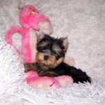 Clarice-female-yorkshire-terrier-puppy-for-sale-1 (3)