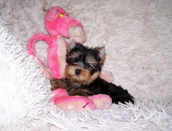 Clarice Yorkshire Terrier Clarice Yorkshire Terrier