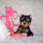 Clarice-female-yorkshire-terrier-puppy-for-sale-1 (4)