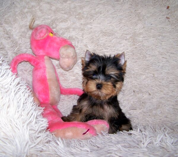 Clarice Yorkshire Terrier Clarice Yorkshire Terrier