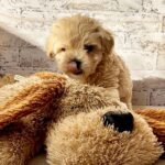 Clover-male-Maltipoo-puppy-for-sale-1