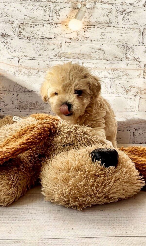 Clover Maltipoo Clover Maltipoo