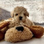 Clover-male-Maltipoo-puppy-for-sale-2