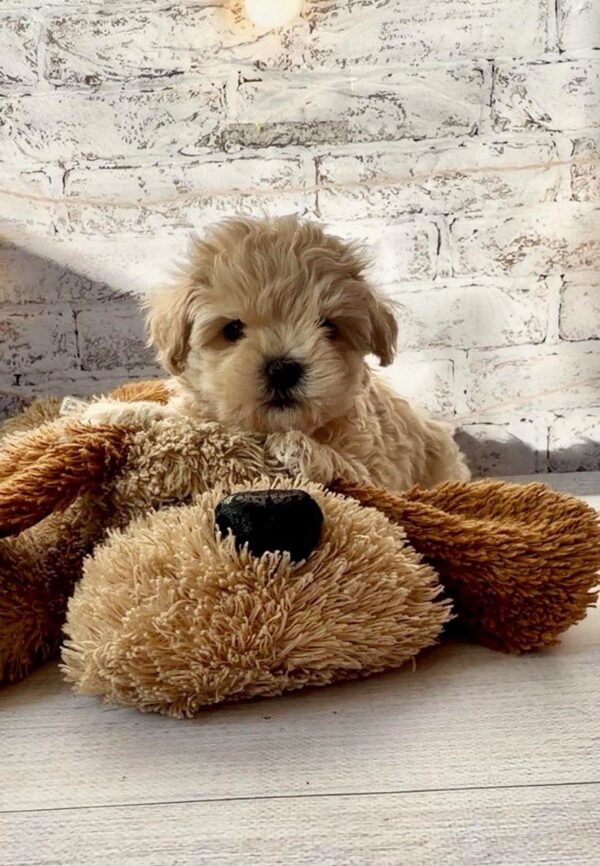 Clover Maltipoo Clover Maltipoo