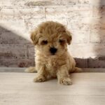 Clover-male-Maltipoo-puppy-for-sale-3