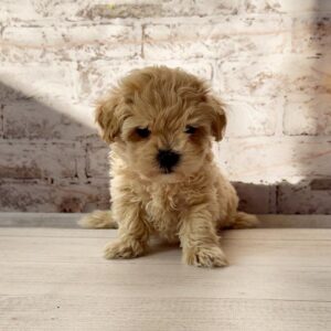 Clover Maltipoo Clover Maltipoo