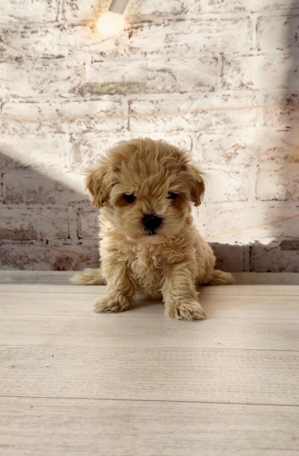 Clover Maltipoo Clover Maltipoo