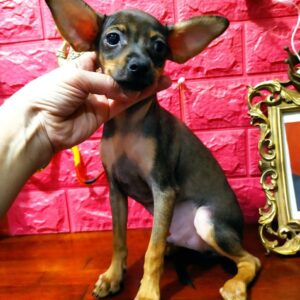 Cont Russian Toy Terrier Cont Russian Toy Terrier